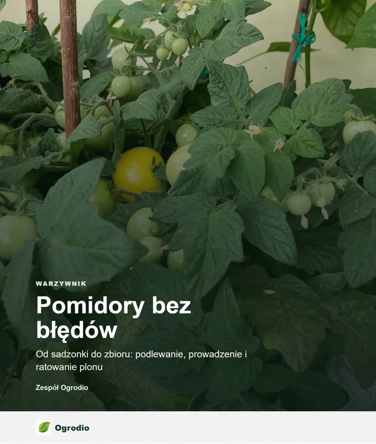 Pomidory bez błędów - e-book PDF + EPUB