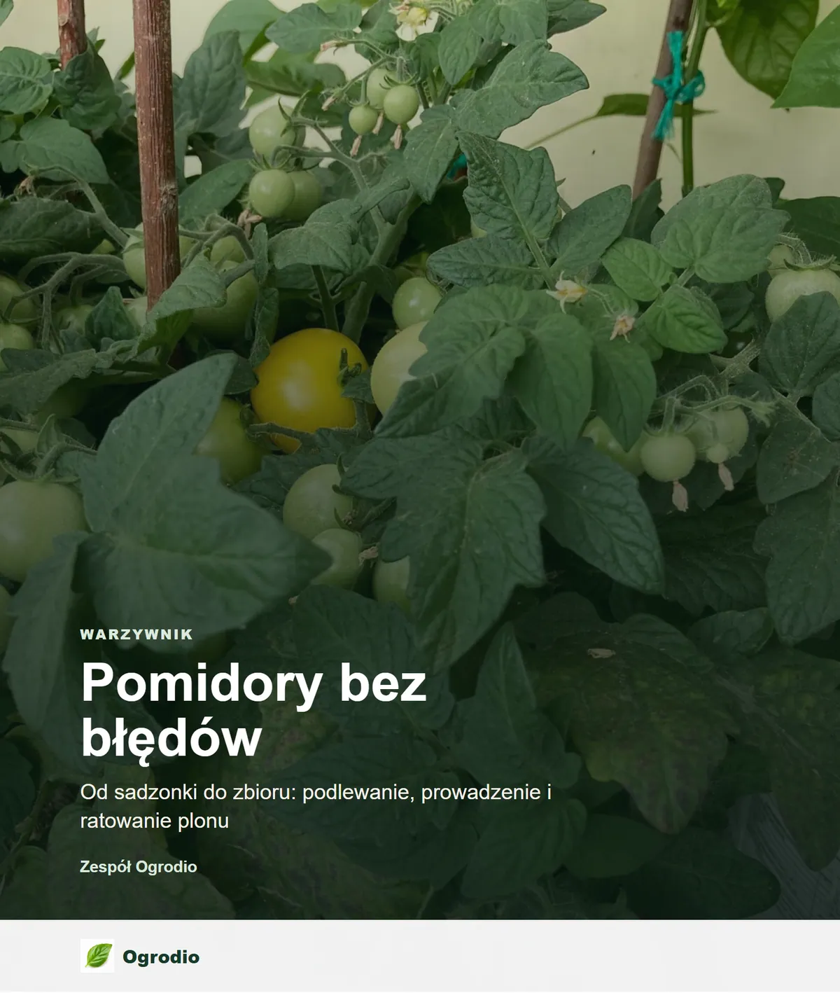 Pomidory bez błędów - e-book PDF + EPUB